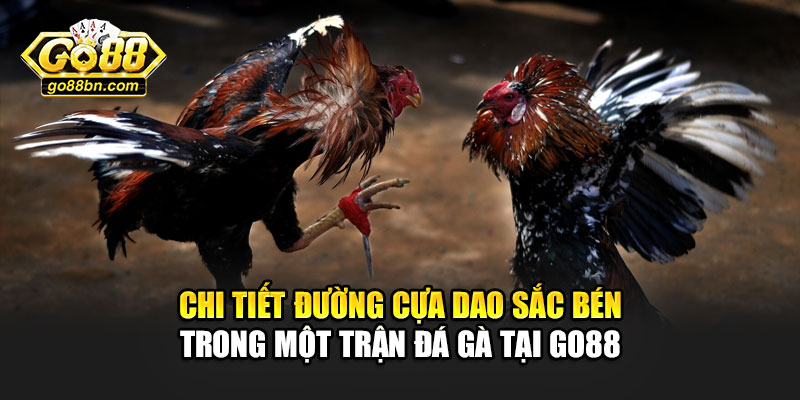 Chi tiết đường cựa dao sắc bén trong một trận đá gà tại Go88