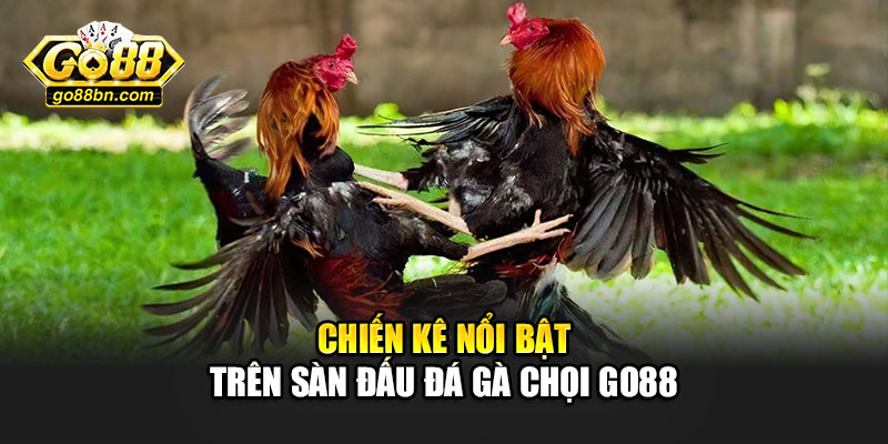 Chiến kê nổi bật trên sàn đấu đá gà chọi Go88