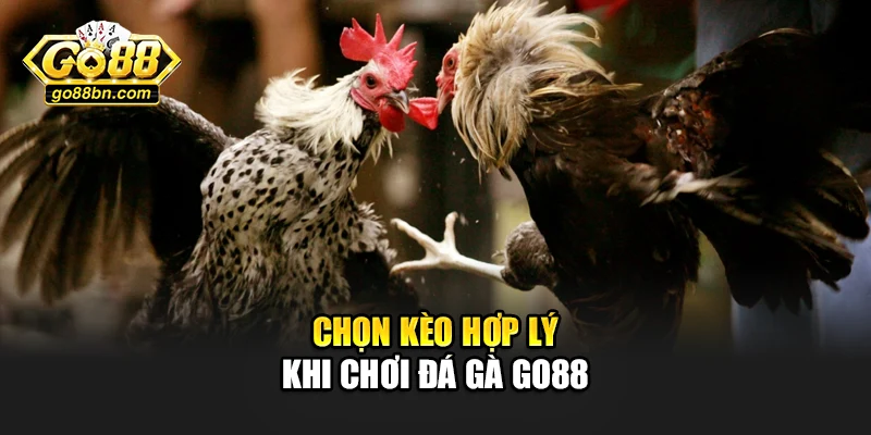 Chọn kèo hợp lý khi chơi đá gà Go88