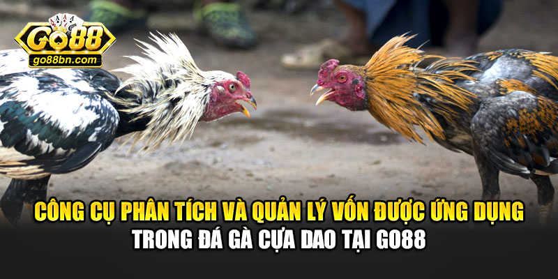 Công cụ phân tích và quản lý vốn được ứng dụng trong đá gà cựa dao tại Go88