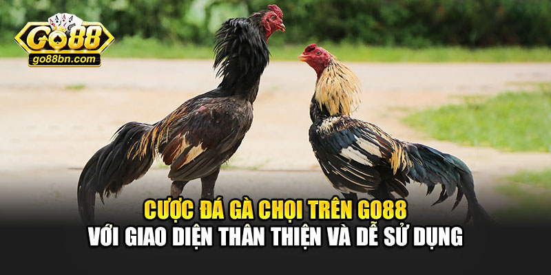 Cược đá gà chọi trên Go88 với giao diện thân thiện và dễ sử dụng