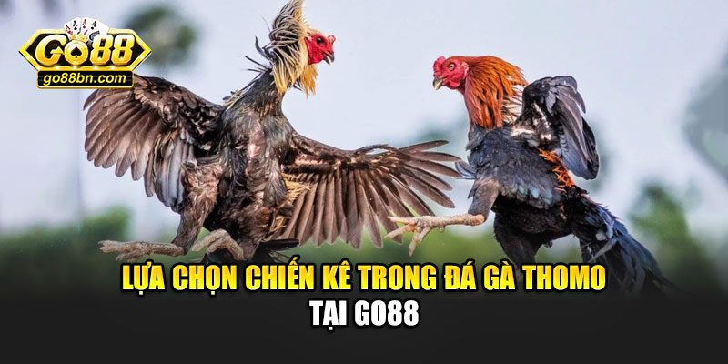 Lựa chọn chiến kê trong đá gà thomo tại Go88