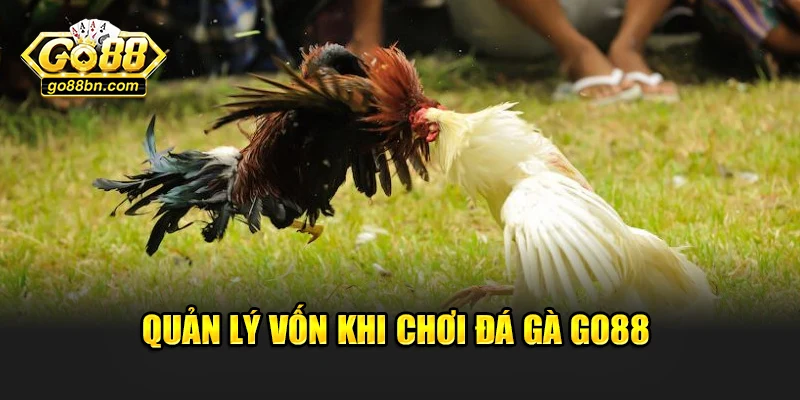 Quản lý vốn khi chơi đá gà Go88