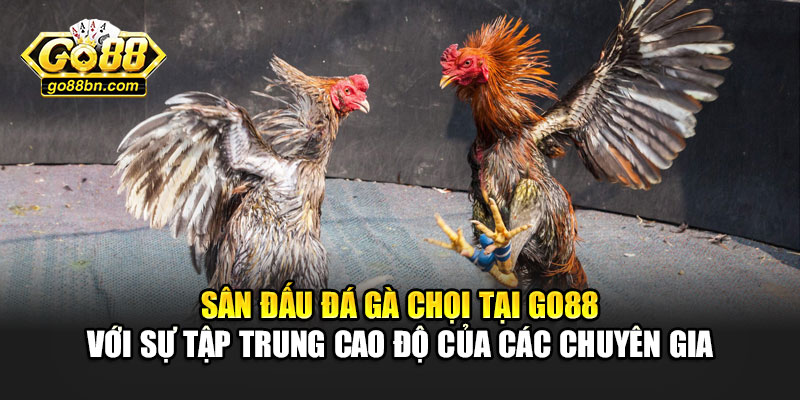 Sân đấu đá gà chọi tại Go88 với sự tập trung cao độ của các chuyên gia