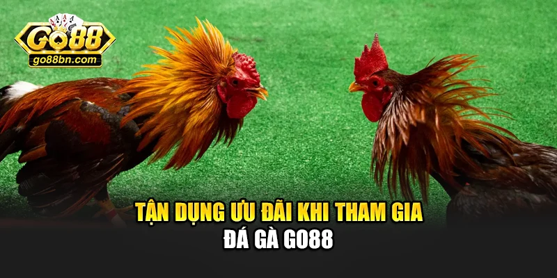 Tận dụng ưu đãi khi tham gia đá gà Go88