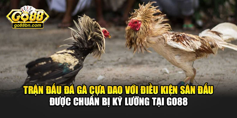 Trận đấu đá gà cựa dao với điều kiện sân đấu được chuẩn bị kỹ lưỡng tại Go88